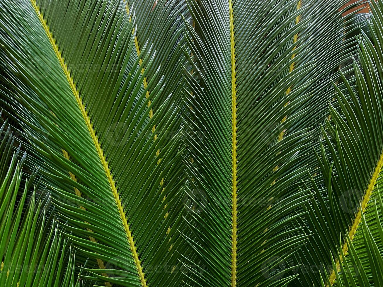 proche en haut de une vert paume feuille. Naturel Contexte et texture. photo