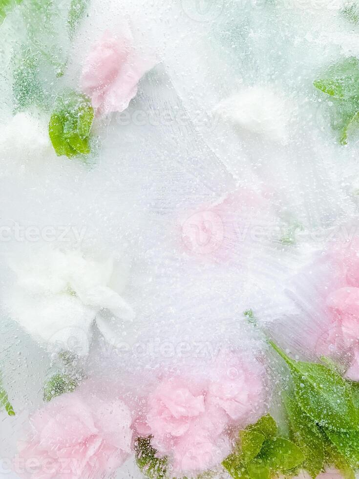 œillet, jardin fleurs congelé dans glace. backgraund photo