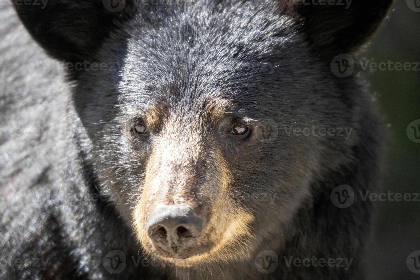 noir ours proche en haut photo