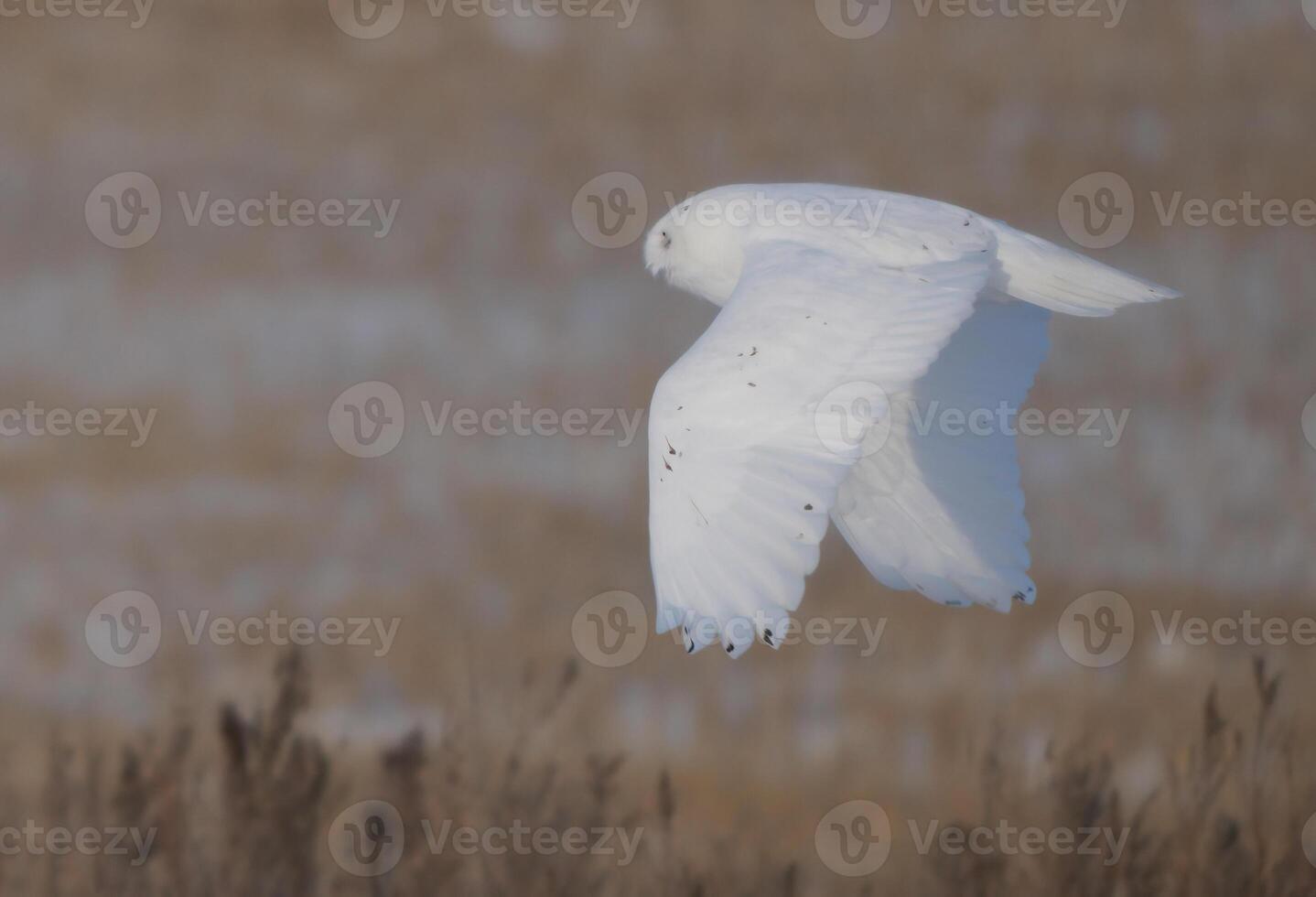 harfang des neiges hiver photo