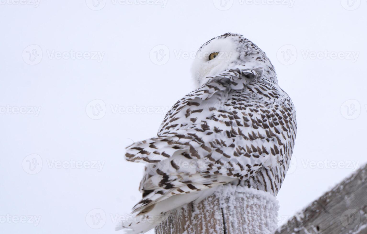 harfang des neiges hiver photo