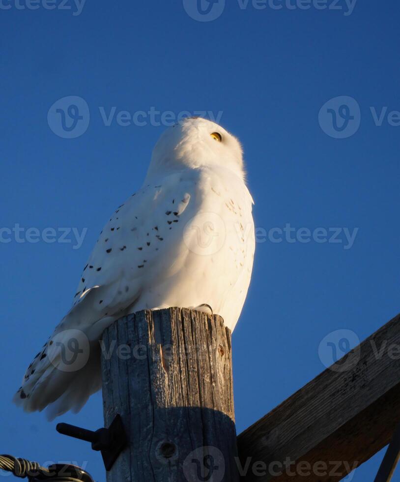 harfang des neiges hiver photo