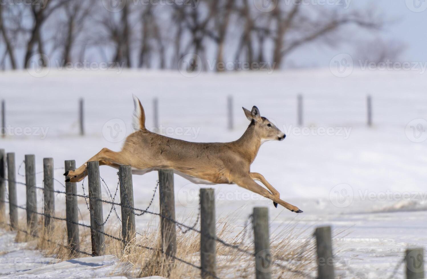 prairie cerf saskatchewan photo