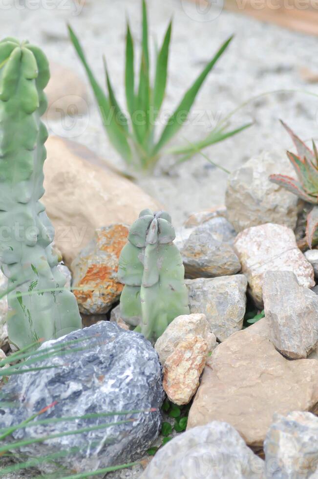 Sein cactus, cactacées ou fukurokuryuzinboku ou myrtillocactus géometrizans CV ou nichon cactus photo