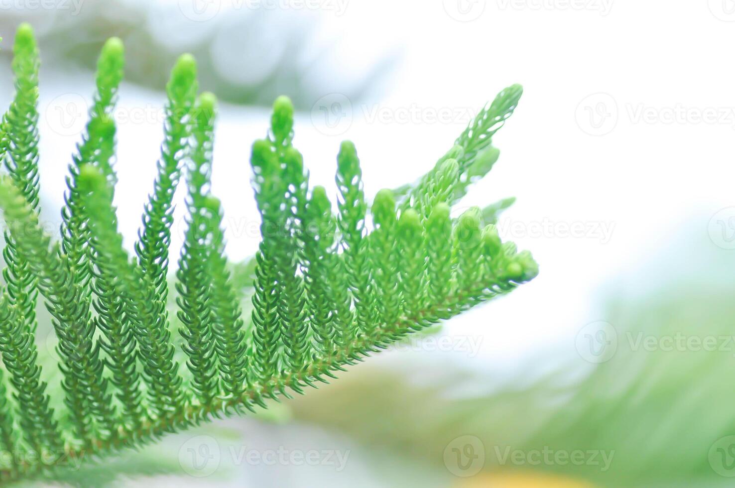 Norfolk île pin, araucaria hétérophylla ou araucariacées photo