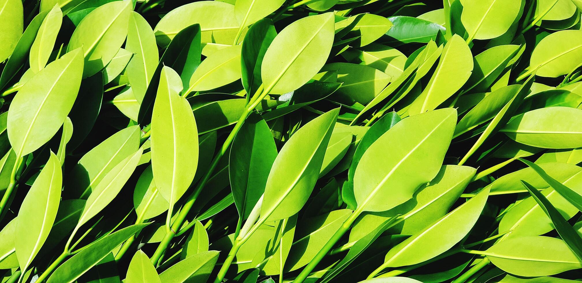 beaucoup vert mangrove forêt feuilles modèle. beauté de nature, croissance et plante concept. photo