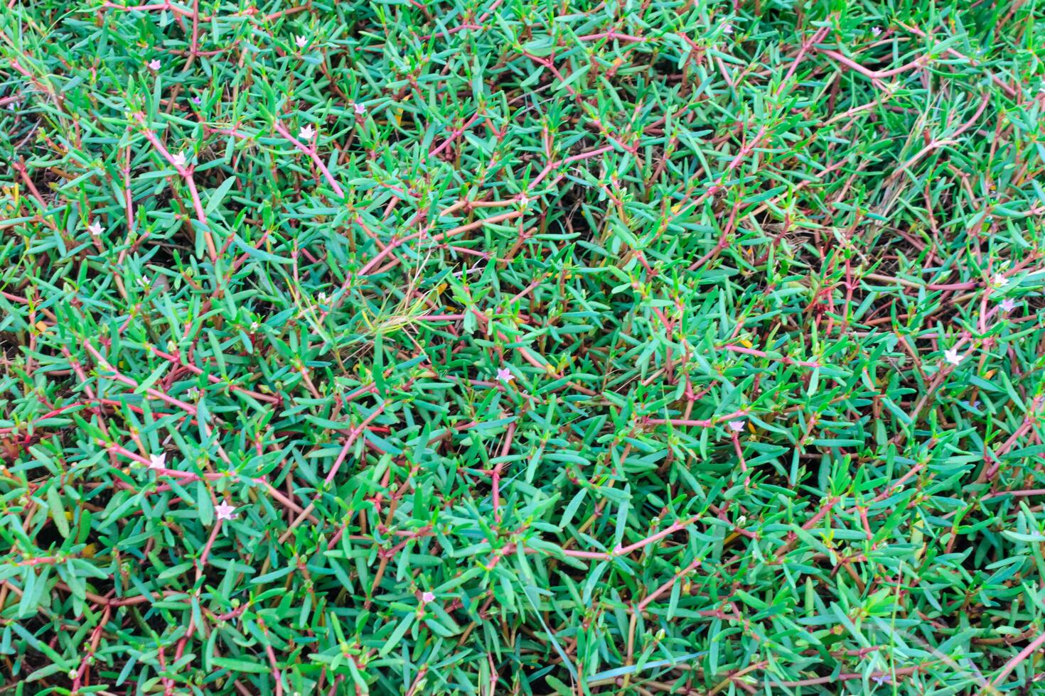 mer purslane est une plante cette a une herbacé apparence. mer purslane les plantes sont souvent a trouvé sur le bords de poisson étangs. les plantes avec rose tiges. photo