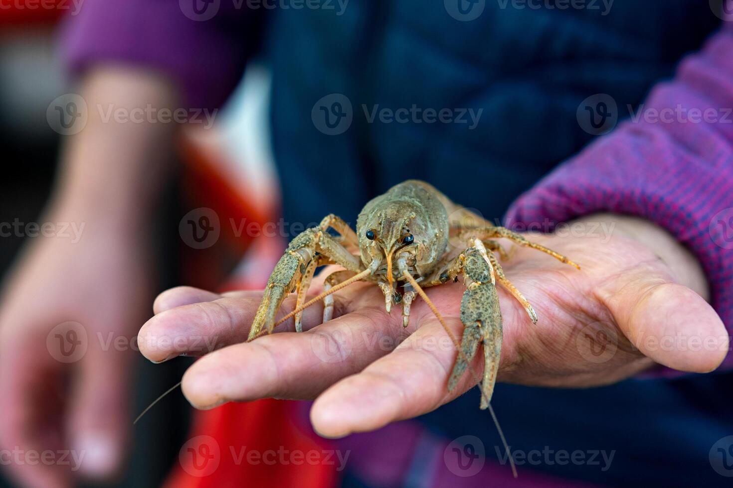 vivre écrevisse sur le bras de une poissonnier photo