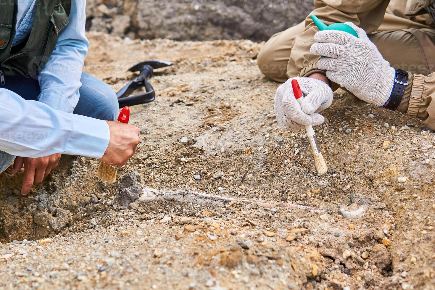 paléontologues avoir découvert une fossile dans le désert fermer photo