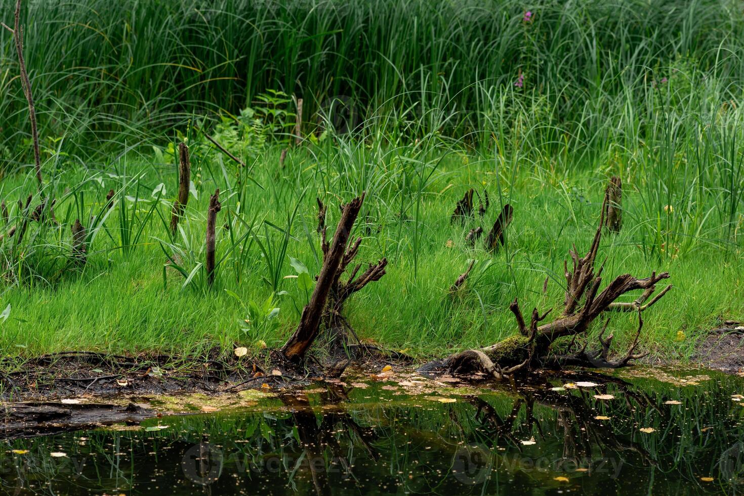 tourbière rive avec herbe et chicots photo