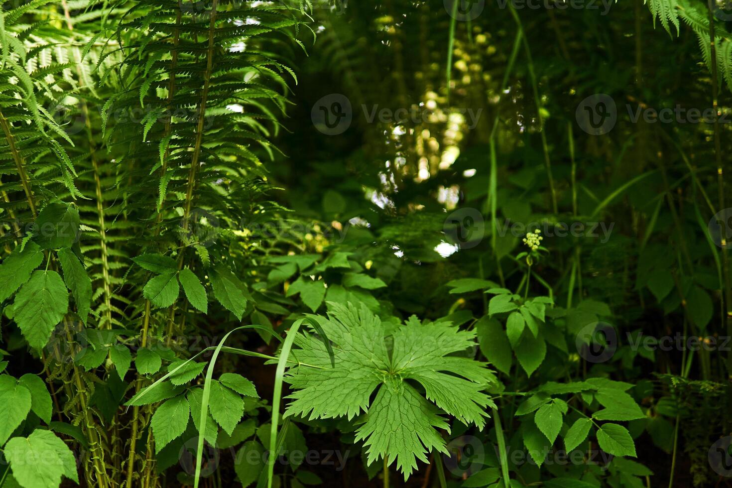 ombragé herbacé sous-bois, bas vue photo