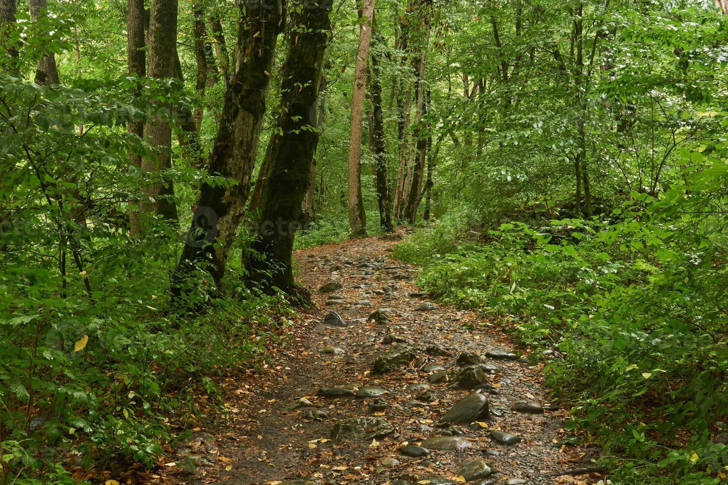 rocheux chemin dans à feuilles caduques forêt après pluie photo