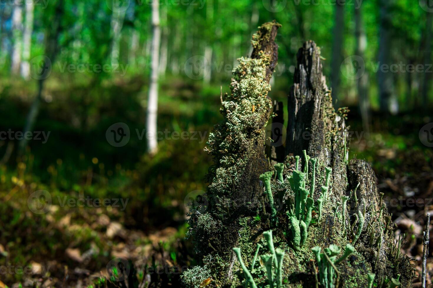 restes de une pourri souche dans le forêt, couvert avec mousse et lichen photo