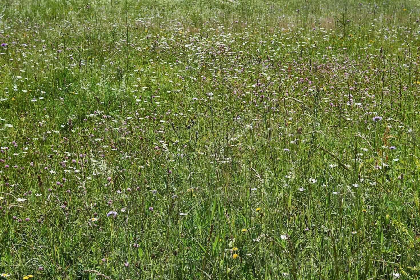 Contexte - épanouissement juillet Prairie de tempéré latitudes photo