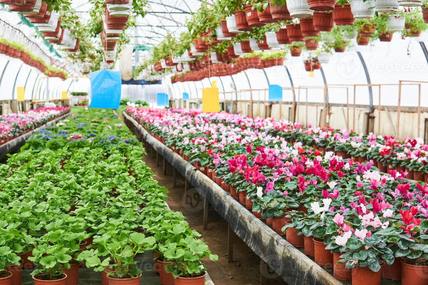 intérieur de un industriel serre dans lequel plantes d'intérieur sont grandi photo