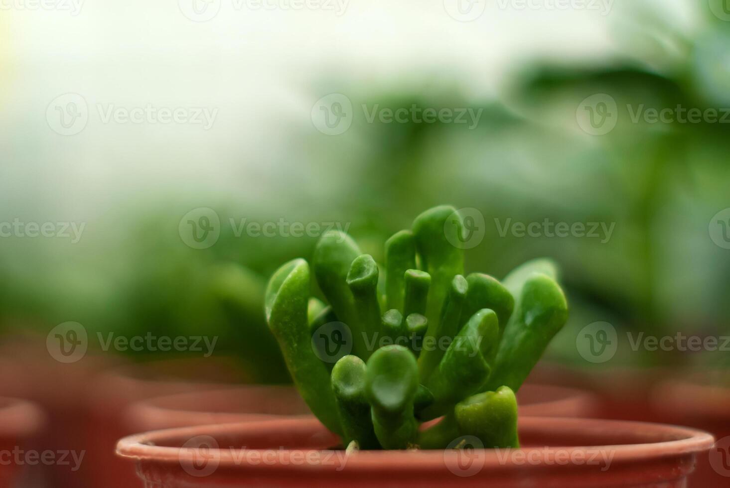 pot avec succulent crassula ovata hobbit fermer photo