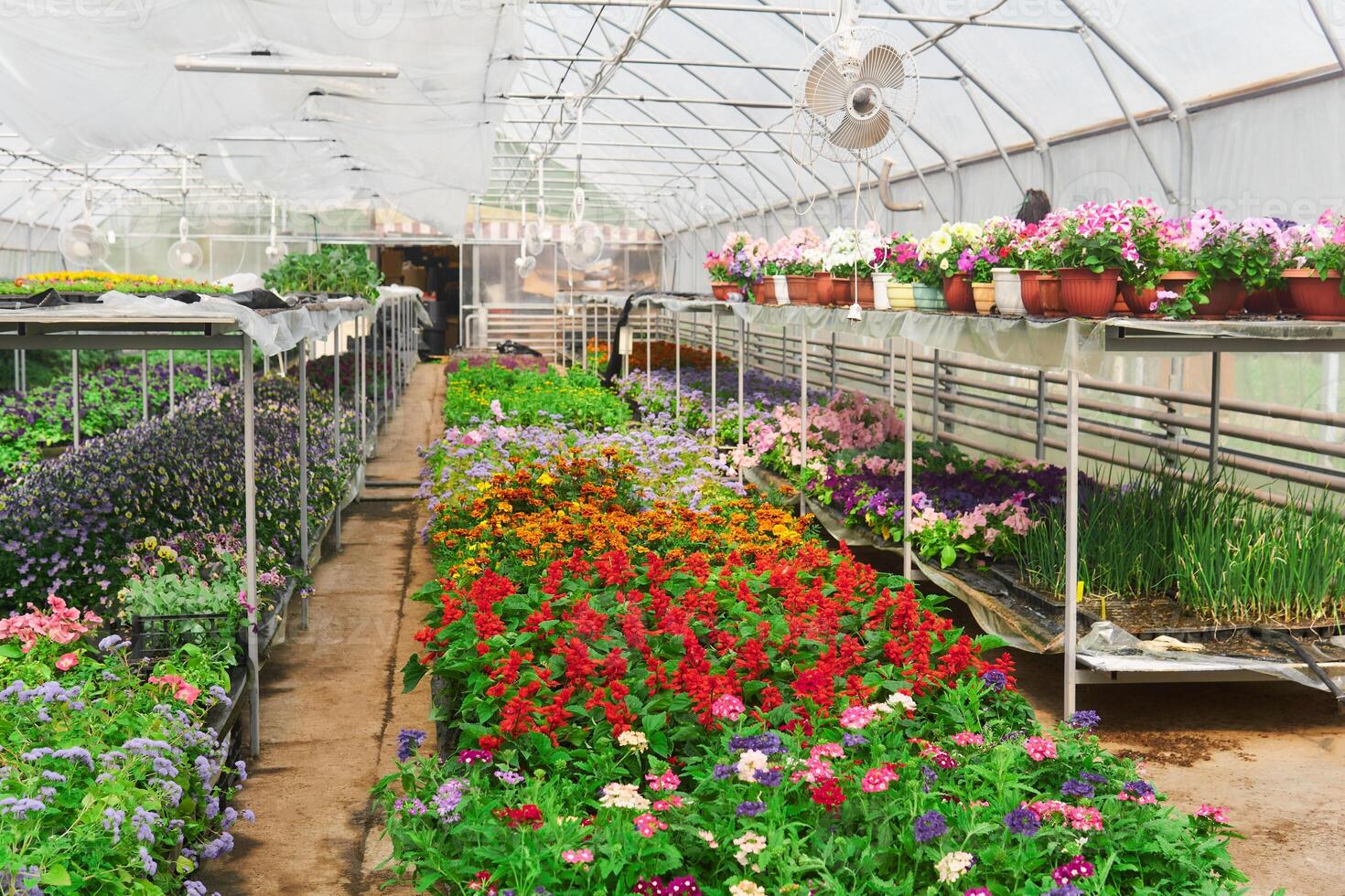 intérieur de une serre pour croissance fleurs et ornemental les plantes photo