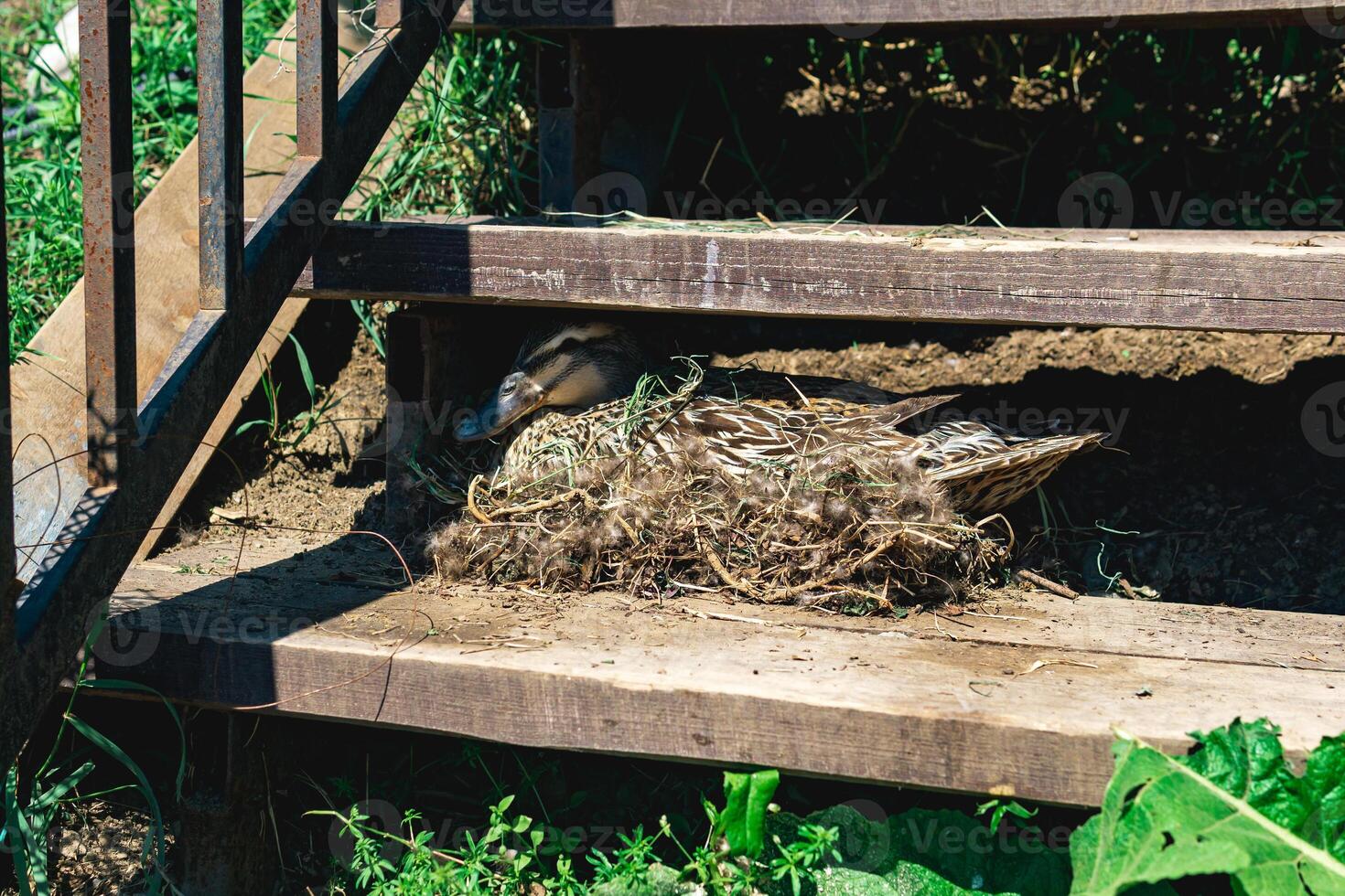 canard colvert nid entre le pas de le escaliers photo