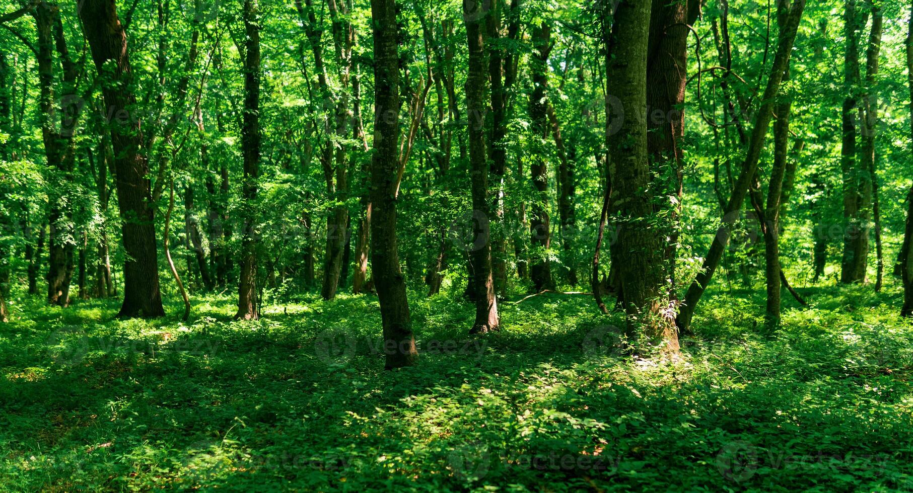 lumière à feuilles caduques forêt avec Soleil taches sur luxuriant broussailles photo