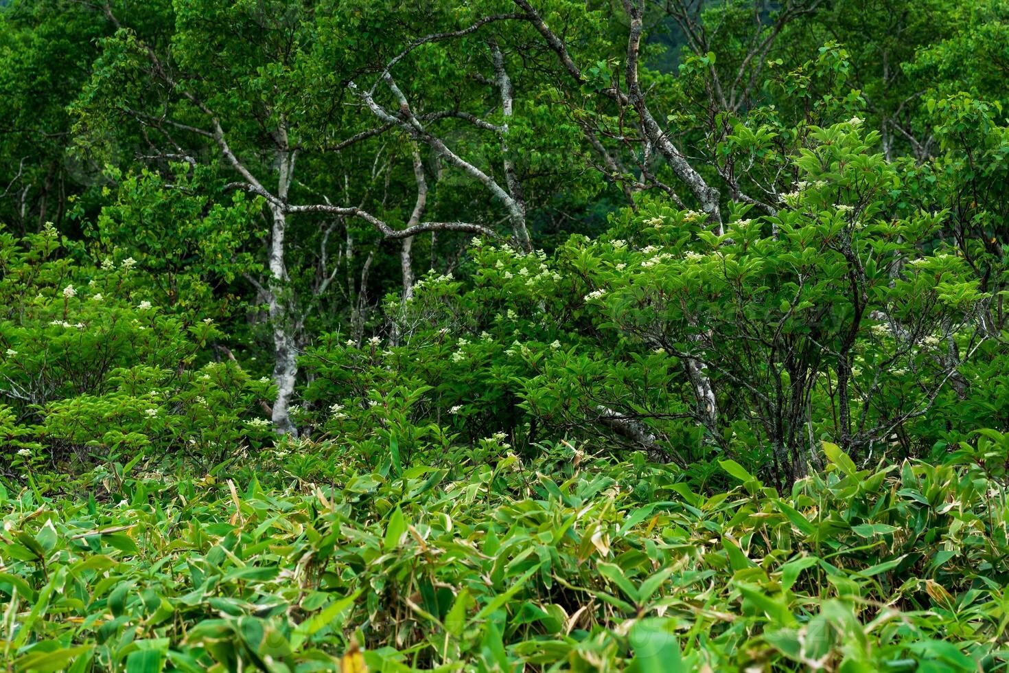 forêt paysage de kunashir île, mousson côtier forêt avec incurvé bouleaux et bambou fourrés photo