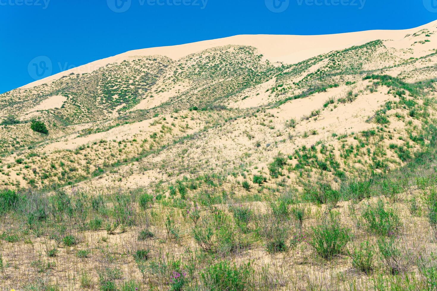 pente de une le sable dune avec les plantes épanouissement dans printemps, sarykoum dune dans Daghestan photo