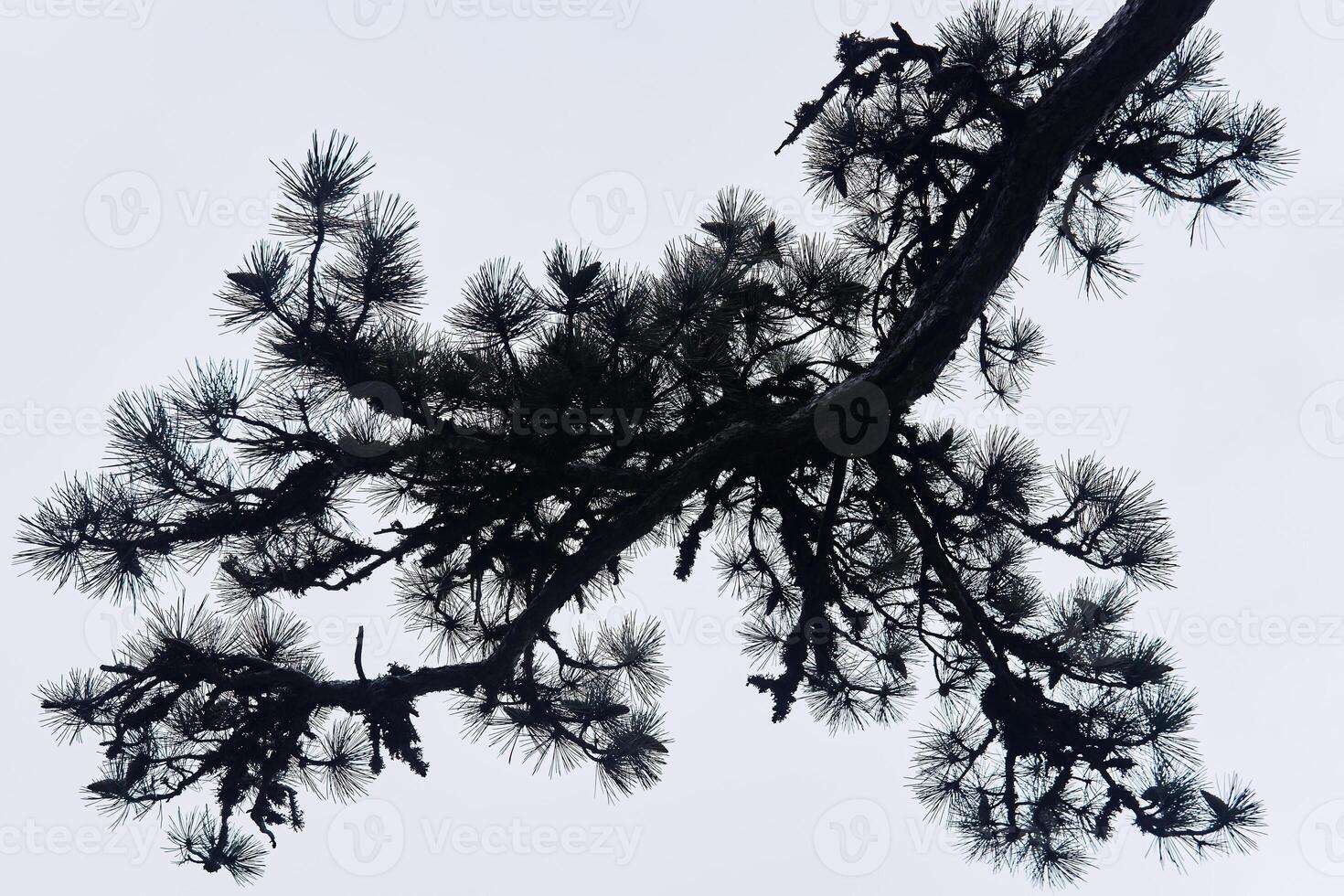 silhouette de une pin branche contre une lumière nuageux ciel photo