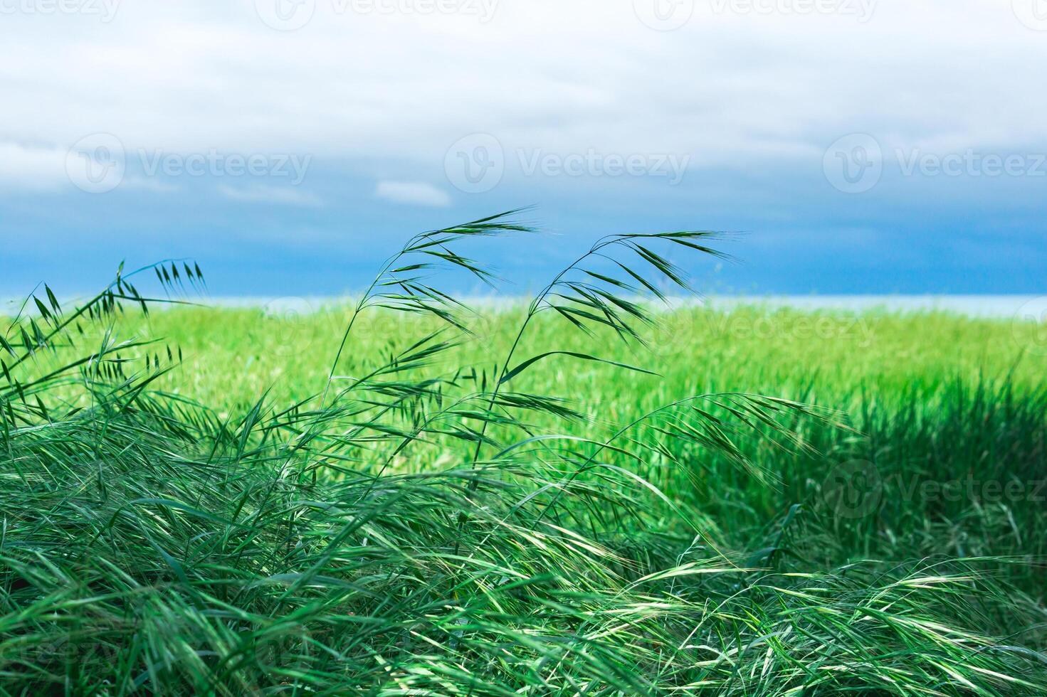 Prairie avec vert oreille herbe sur le rivage photo