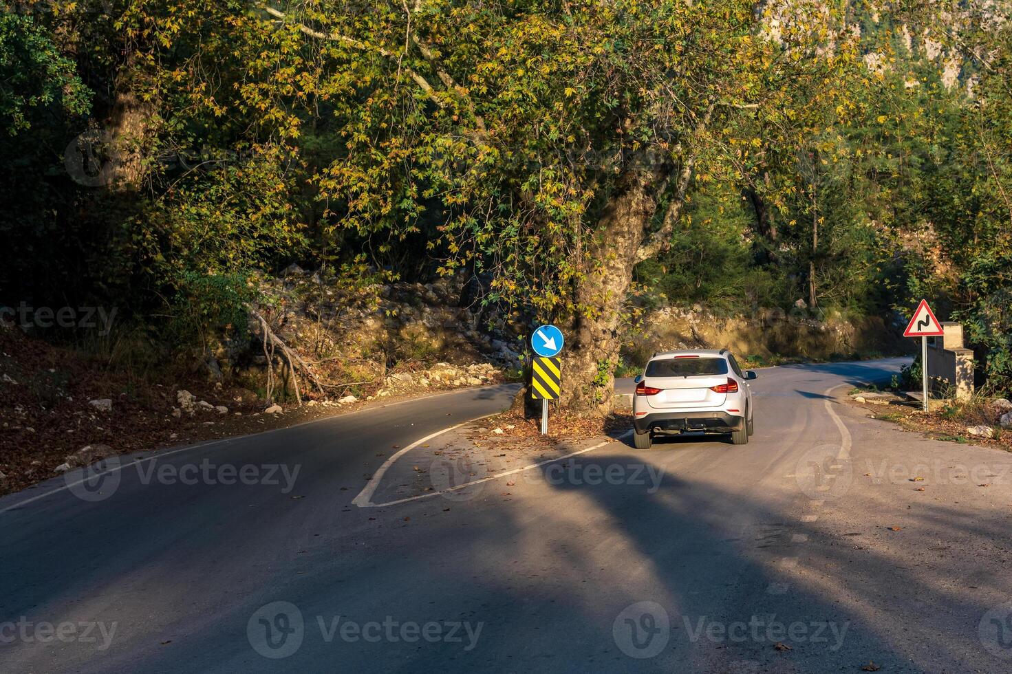 arbre dans le milieu de le route a été conservé lorsque le Autoroute a été construit photo