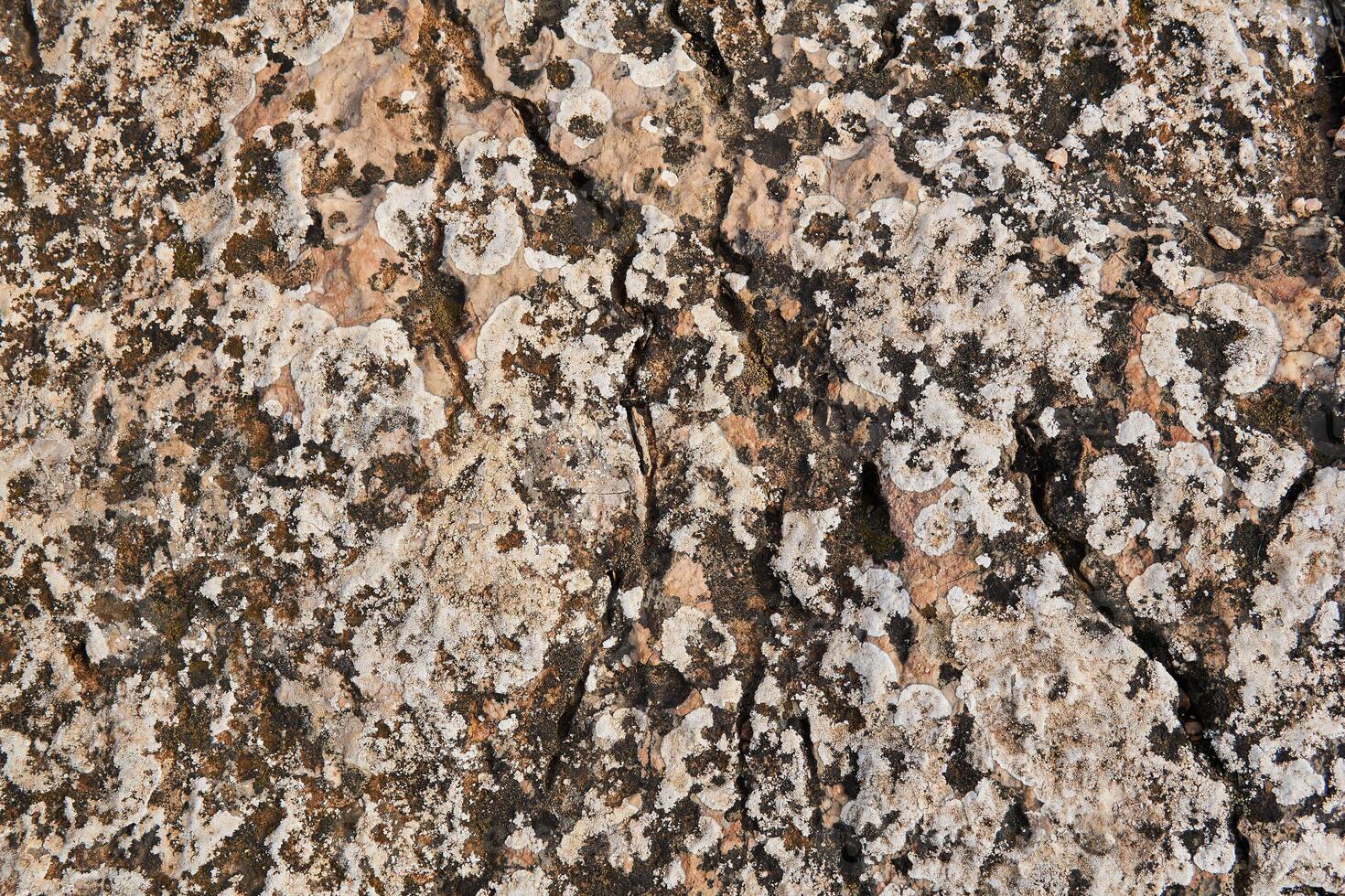 surface de le rosâtre Roche couvert avec lichen et mousse photo