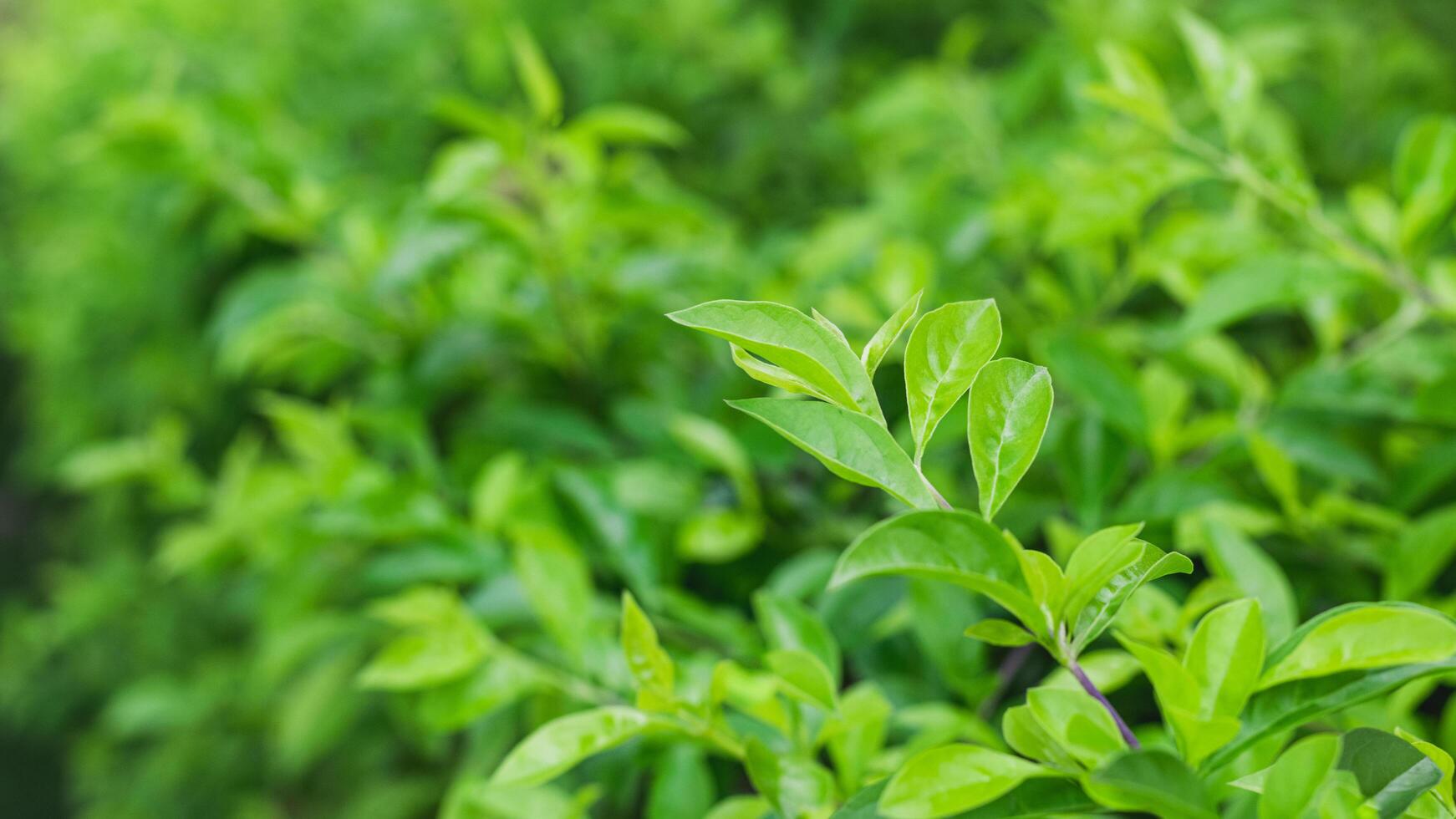 Capturer le complexe beauté de vert feuilles avec une étourdissant proche en haut tir. photo