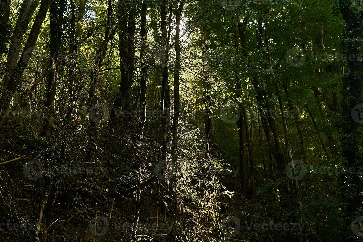 Soleil des rayons fabrication leur façon par une fourré de moussu tempéré forêt tropicale photo