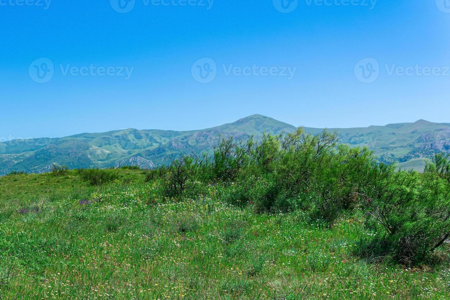 épanouissement printemps steppe dans le collines de le Caucase montagnes, une paysage dans Daghestan photo