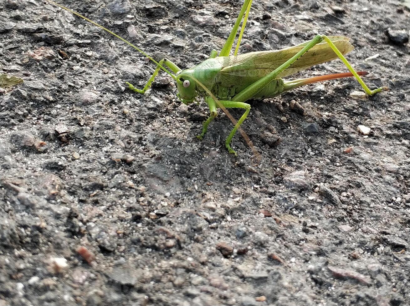 sauterelle insecte, fermer la nature photo