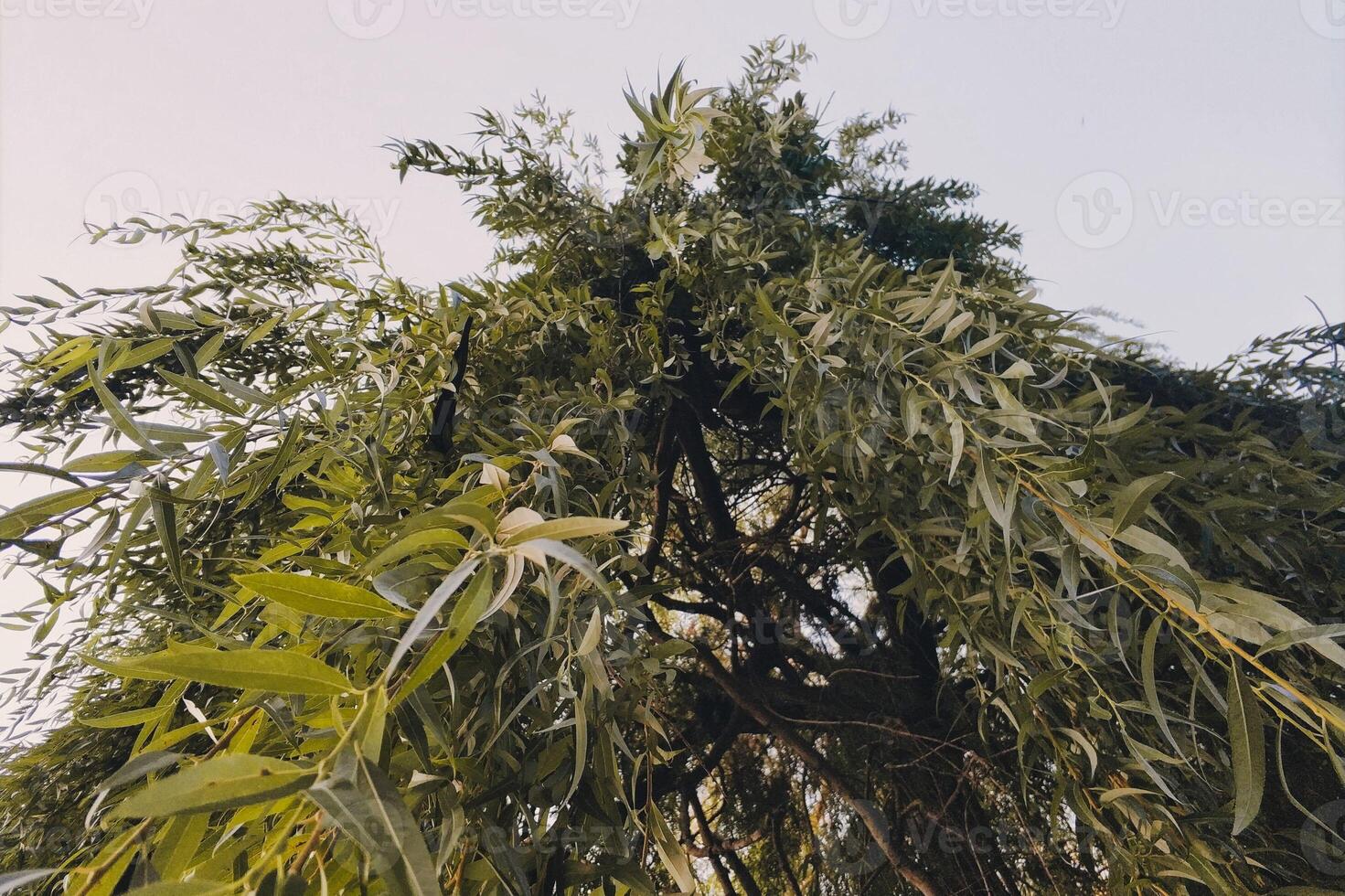 vert saule branches bas vue photo