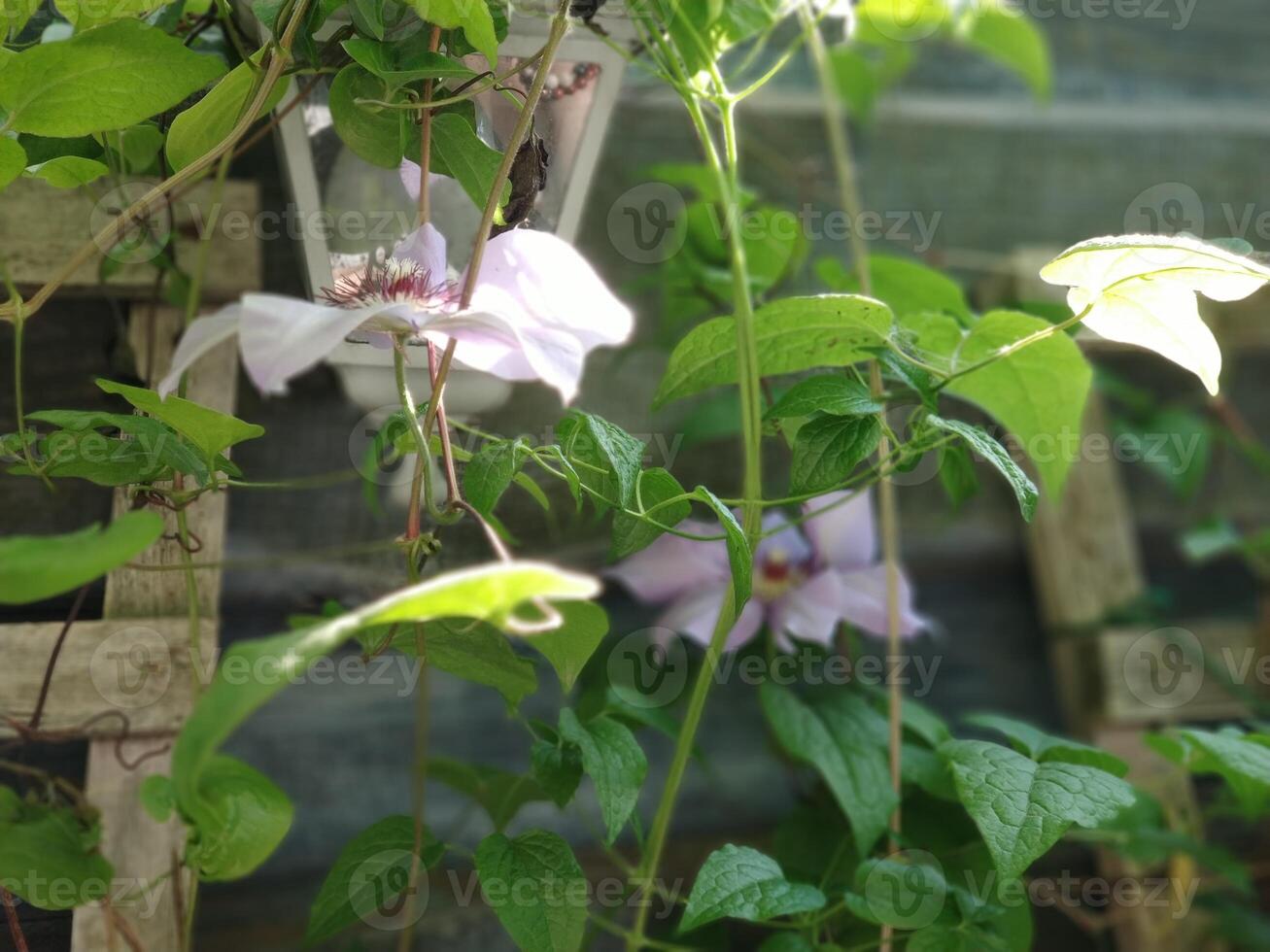 blanc fleurs cette tisser vers le haut en dessous de le du soleil des rayons photo