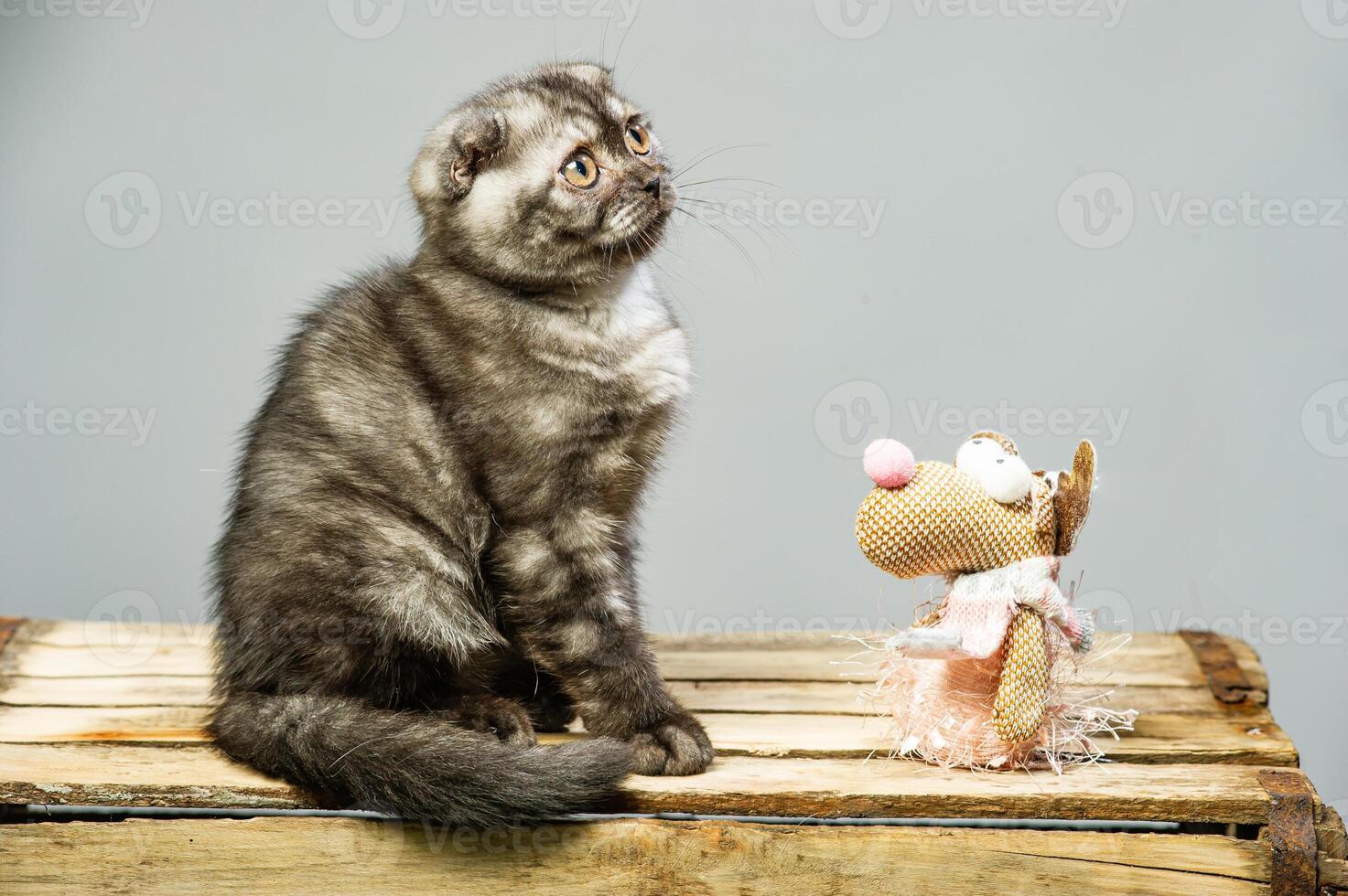 gris chat avec magnifique yeux sur une blanc Contexte photo