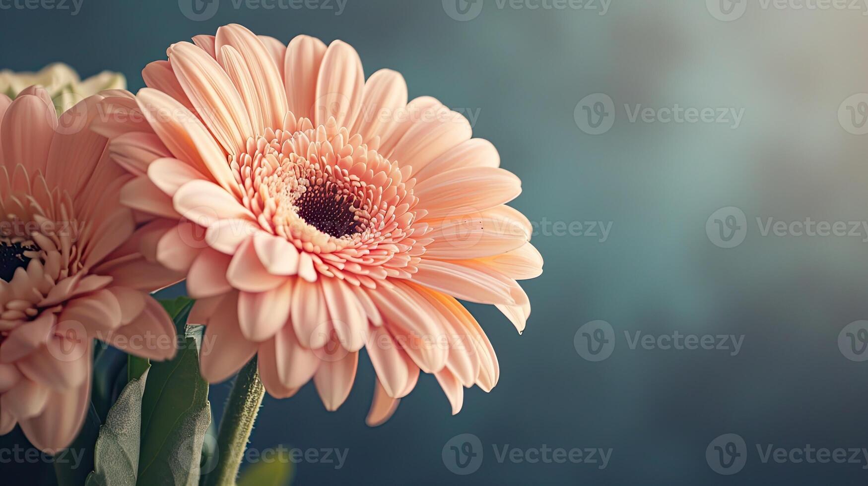 ai généré fleur mariage décoration, magnifique gerbera fleur épanouissement, ancien Ton Contexte photo