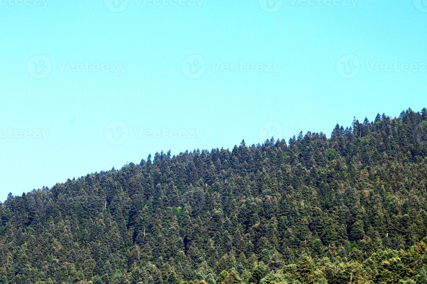 pin des arbres dans le forêt. bolu, dinde photo