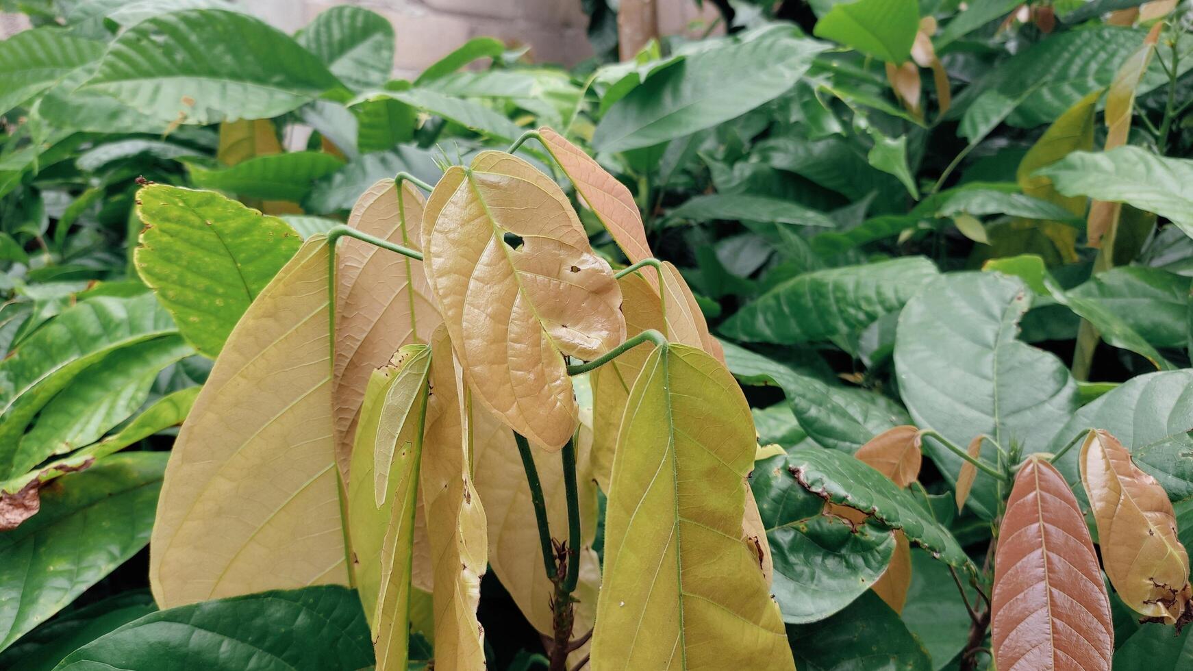 Chocolat café feuilles ou communément appelé cacao. cette est une arbre dont fruit est le de base ingrédient pour fabrication Chocolat. photo