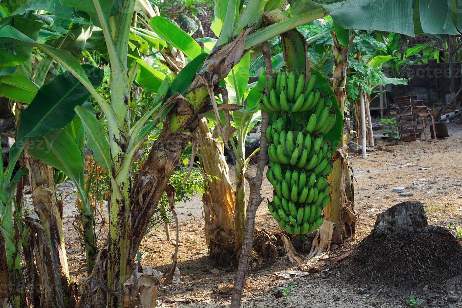 vert banane dans le des arbres avec vert Couleur photo