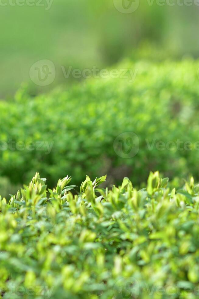 feuillage printanier. fond vert naturel du buisson. photo