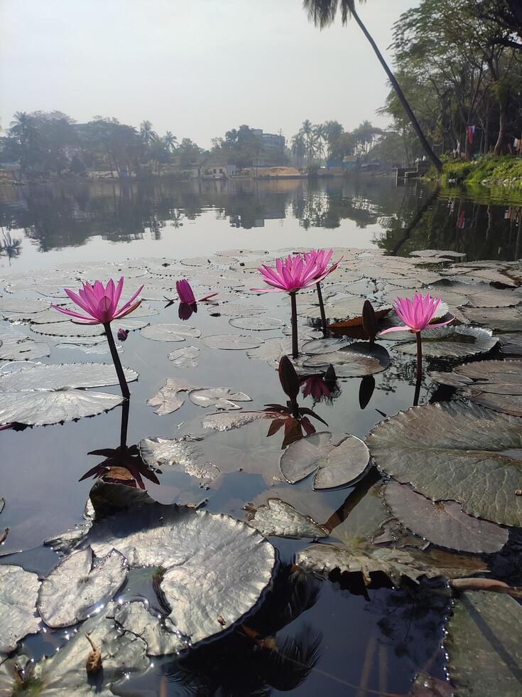 fleur de nénuphar photo