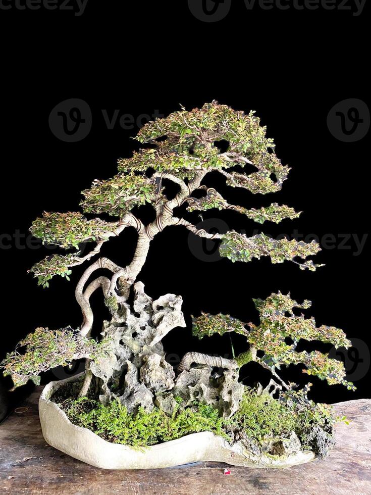 bonsaï arbre dans une décoratif pot photo