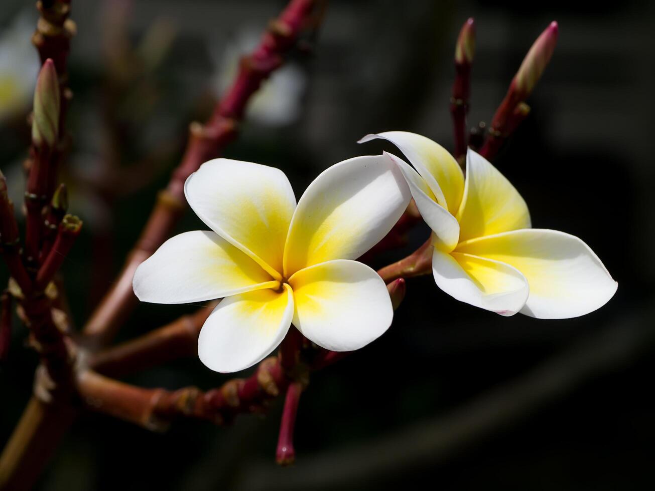 gros plan de fleur de frangipanier photo