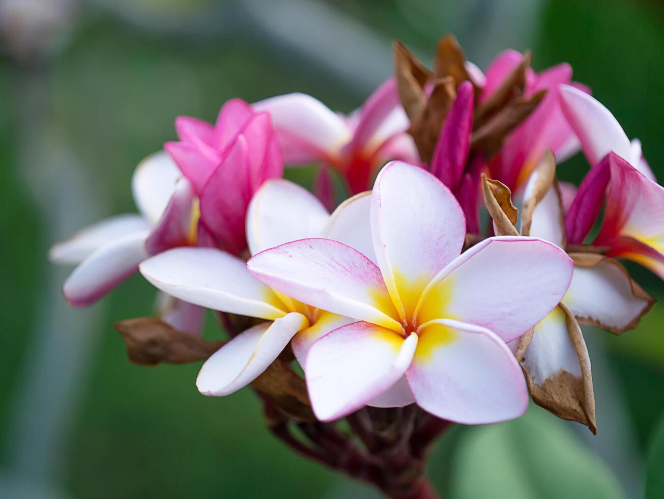 gros plan de fleur de frangipanier photo