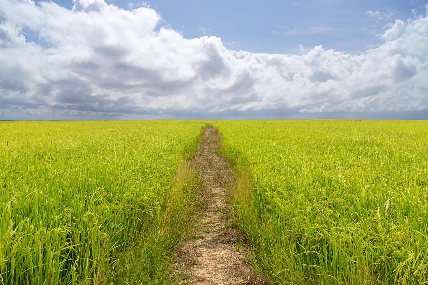 marcher façon dans riz des champs. photo
