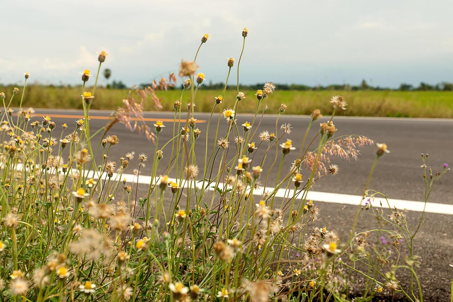 fleur herbe sur le route dans campagne. photo