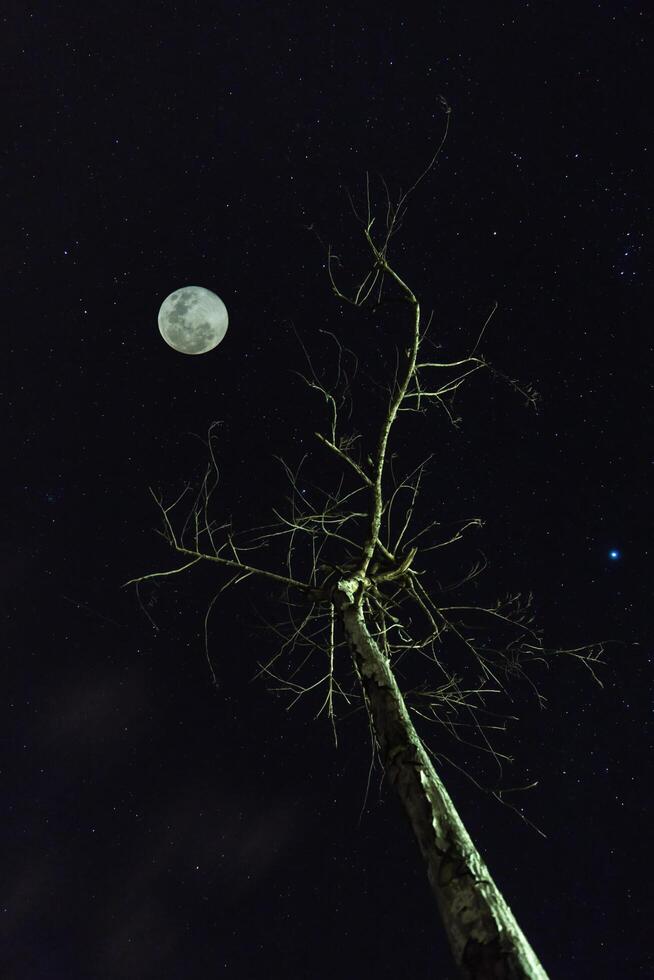 mort arbre avec étoile Contexte photo