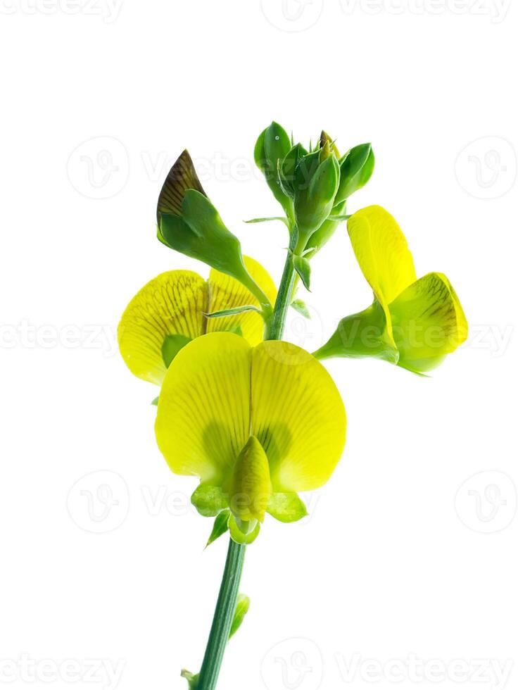 proche en haut de crotalaria spectabilis plante. photo