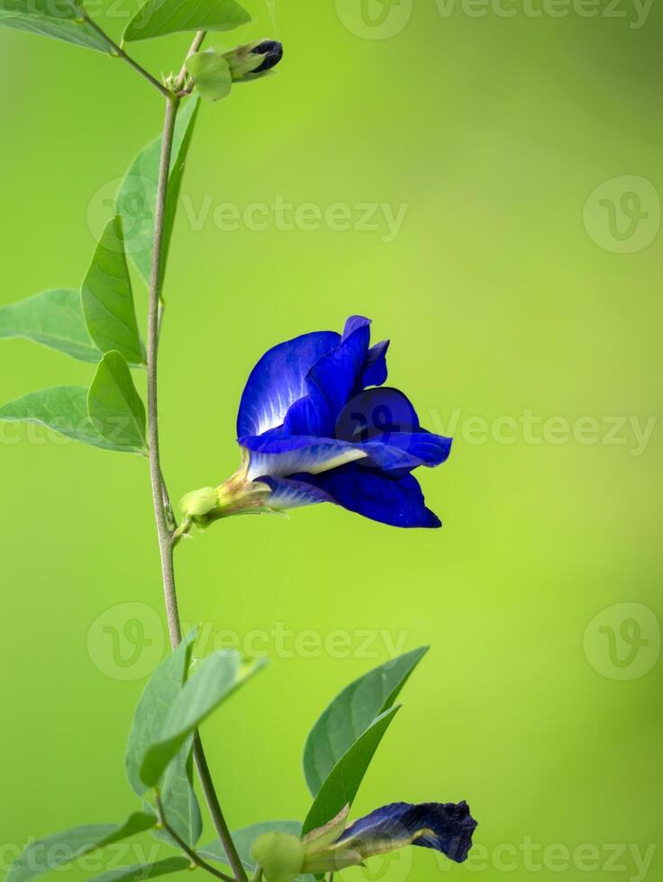 bleu pois, papillon pois. photo